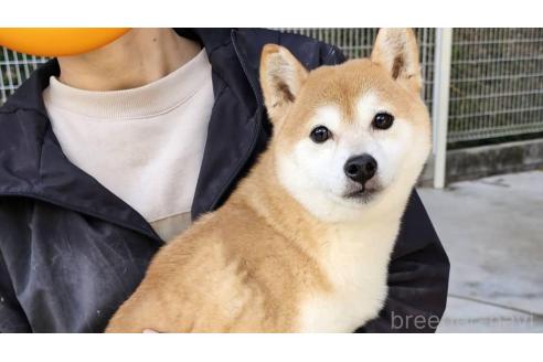 販売中の大阪府の柴犬-359804の1枚目