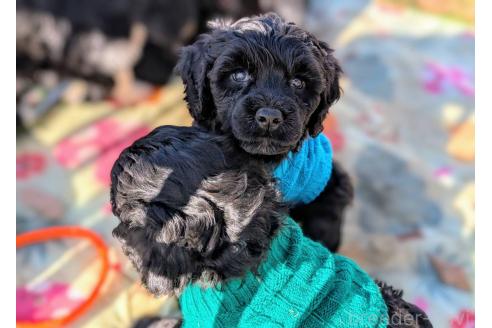 販売中の東京都のその他の犬種-357562の5枚目