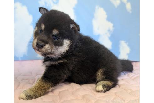 販売中の静岡県の柴犬-360125の2枚目