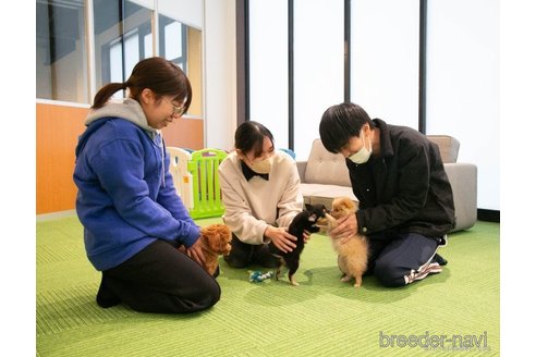 販売中の茨城県のミックス犬-360383の2枚目