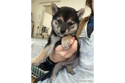 販売中の千葉県の柴犬-360822の5枚目