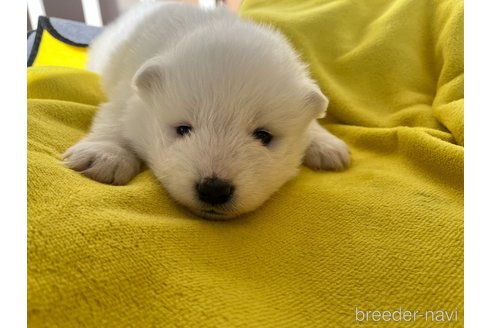 商談中の栃木県のサモエド-360967の4枚目