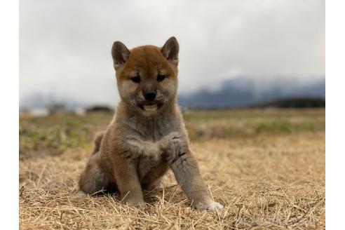 販売中の長野県の柴犬-361670の5枚目