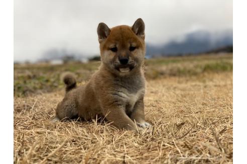 販売中の長野県の柴犬-361670の3枚目