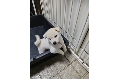 販売中の熊本県の柴犬-361722の5枚目