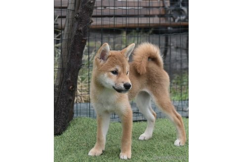 販売中の熊本県の柴犬-362068の5枚目