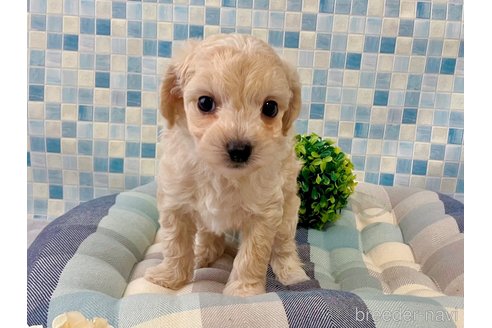 販売中の福岡県のミックス犬-360848の1枚目