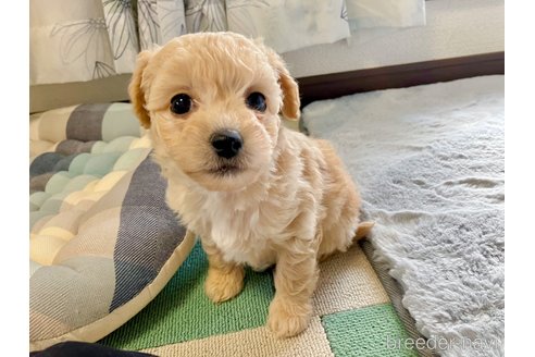 販売中の福岡県のミックス犬-360850の3枚目