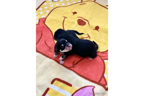 販売中の埼玉県のミックス犬-362410の4枚目