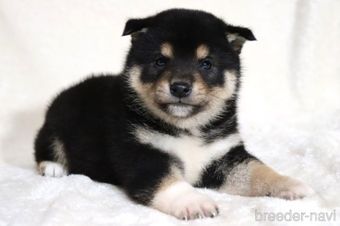 販売中の滋賀県の柴犬-362484の2枚目