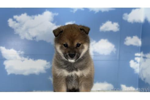 販売中の愛知県の柴犬-361337の1枚目