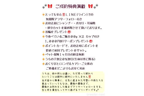 販売中の栃木県の柴犬-361615の2枚目