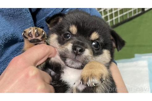 販売中の大分県のミックス犬-363417の1枚目