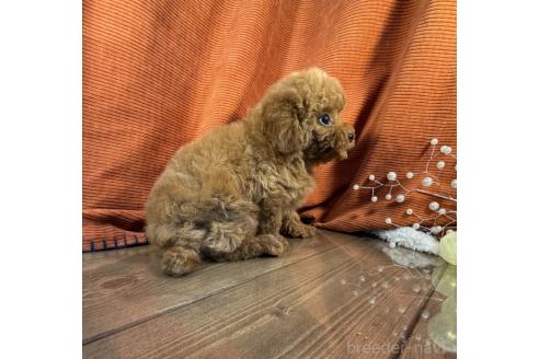 販売中の茨城県のトイプードル-363696の4枚目