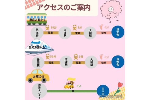 成約済の静岡県のマルプー:マルチーズ×トイプードル-364374の13枚目