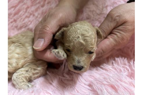 販売中の北海道のトイプードル-363875の14枚目