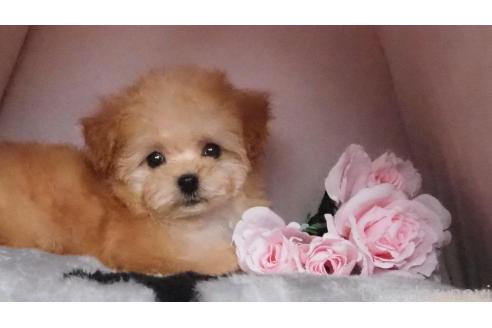 販売中の岡山県のミックス犬-364150の1枚目