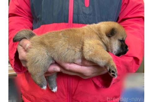 販売中の熊本県の豆柴-364378の2枚目