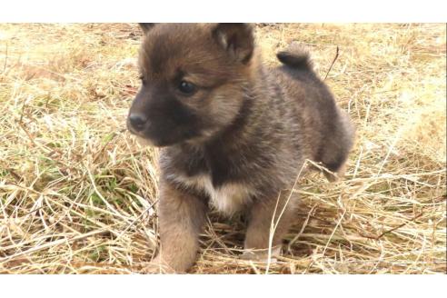 販売中の栃木県の柴犬-364428の1枚目