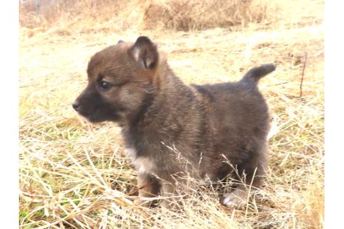 販売中の栃木県の柴犬-364428の4枚目