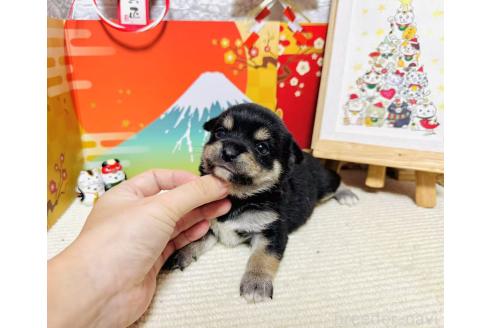 販売中の岐阜県のミックス犬-364886の5枚目