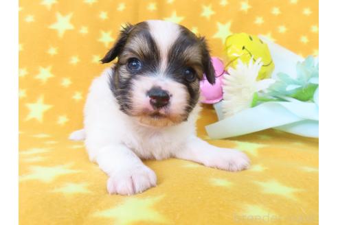 販売中の千葉県のミックス犬-365065の7枚目