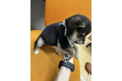 販売中の千葉県の柴犬-365242の2枚目