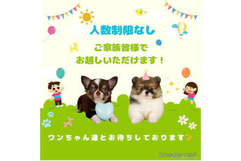 販売中の千葉県のミックス犬-365635の8枚目