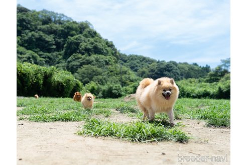 成約済の千葉県のミニチュアダックスフンド(ロングヘアード)-365855の7枚目