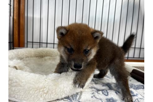 販売中の岡山県の柴犬-366006の3枚目