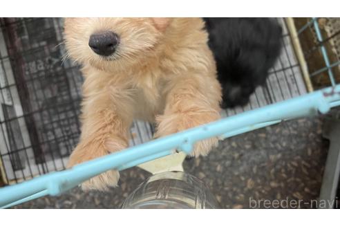 販売中の愛媛県のミックス犬-363350