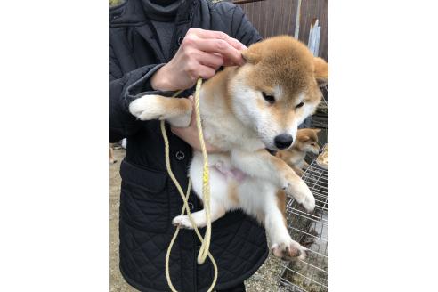 販売中の山口県の柴犬-367127の7枚目