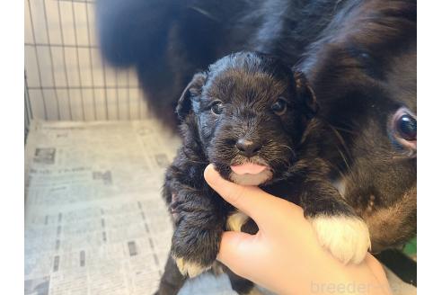 販売中の東京都のミックス犬-367351の2枚目