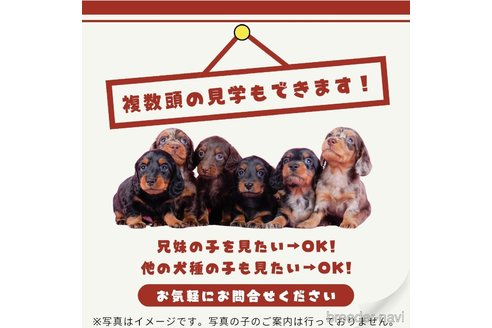 販売中の茨城県のチワックス:チワワ×ミニチュアダックスフンド-368491の9枚目