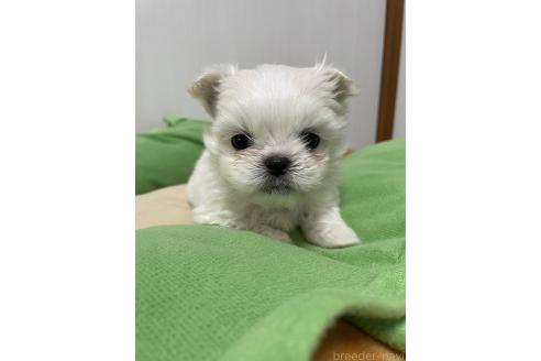 販売中の滋賀県のミックス犬-365451の3枚目