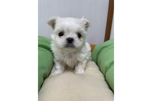 販売中の滋賀県のミックス犬-365451の2枚目