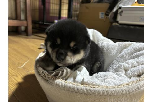 販売中の千葉県の柴犬-366617の3枚目