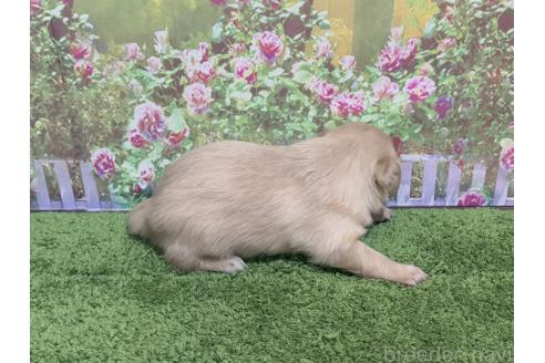 販売中の埼玉県のミックス犬-368530の2枚目