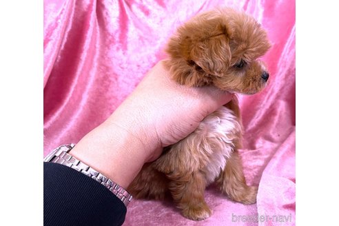 販売中の大阪府のミックス犬-369861の4枚目