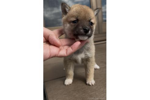 成約済の三重県の豆柴-370307の7枚目