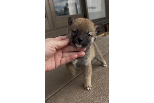 成約済の三重県の豆柴-370308の14枚目