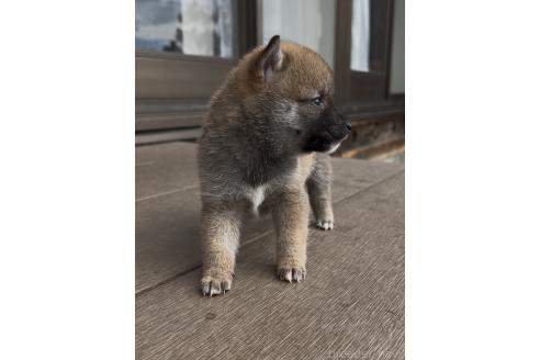 成約済の三重県の豆柴-370308の10枚目