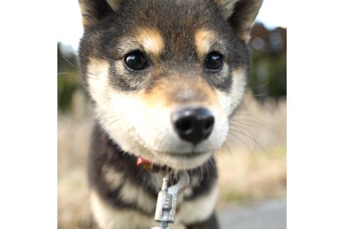 成約済の千葉県の豆柴-370620の6枚目