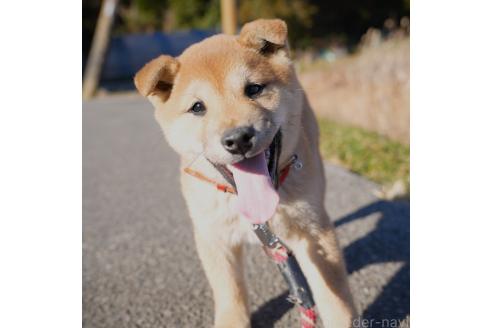 販売中の千葉県の柴犬-370625の1枚目