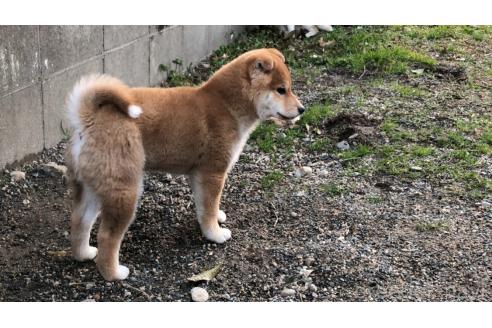 販売中の山口県の柴犬-370808の5枚目