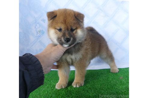 成約済の静岡県の柴犬-371597の1枚目