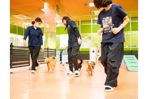 販売中の神奈川県のミックス犬-369759の2枚目