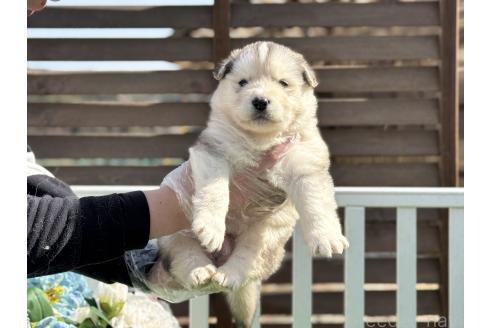 販売中の茨城県のアラスカンマラミュート-371693の3枚目