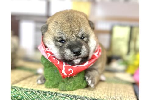 販売中の愛知県の豆柴-372751の15枚目