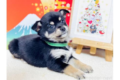 販売中の岐阜県のミックス犬-372770の7枚目